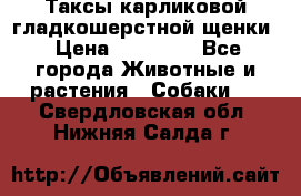 Таксы карликовой гладкошерстной щенки › Цена ­ 20 000 - Все города Животные и растения » Собаки   . Свердловская обл.,Нижняя Салда г.